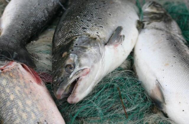 Brakonierius iš Tauragės įkliuvo vos užmetęs tinklus