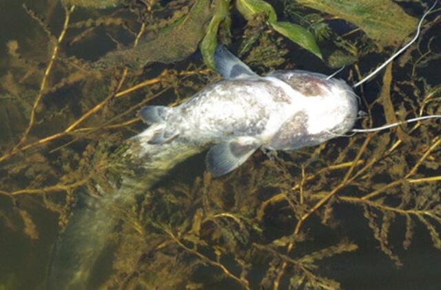 Raginama nustatyti ekologinės nelaimės kaltininkus