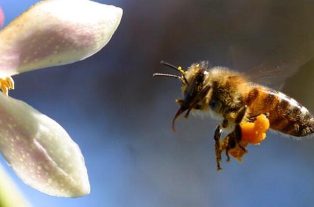 Rusija: bitės mirtinai sugėlė žmogų