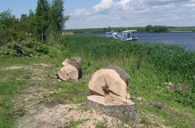 Sustabdytas neteisėtas medžių kirtimas Mingėje