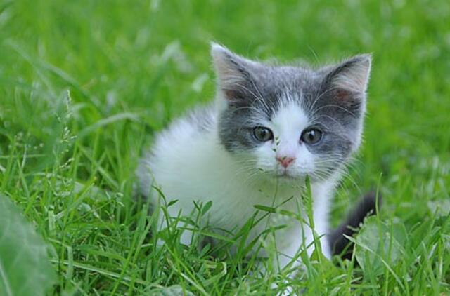 Apie Lizą - skraidūnę