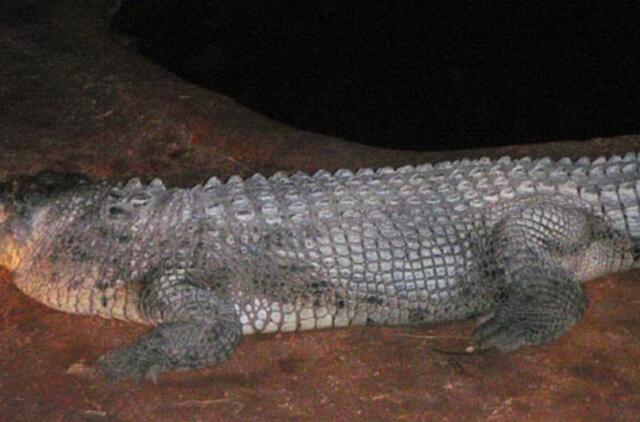 Apsvaigęs australas mėgino pajodinėti ant krokodilo