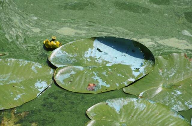 Dėl pamėlusios Danės nerimauti neverta