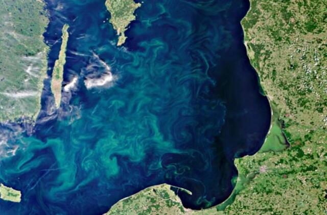 Gausiai "žydinti" Baltijos jūra neramina aplinkosaugininkus