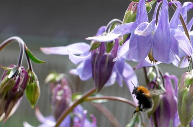 Liepos 13-oji: vardadieniai, dangaus kūnai, istoriniai įvykiai