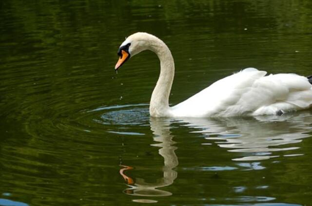 Liepos 29-oji: vardadieniai, dangaus kūnai, istoriniai įvykiai