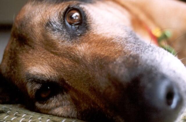 Moteris už šuns egzekuciją sulaukė bausmės