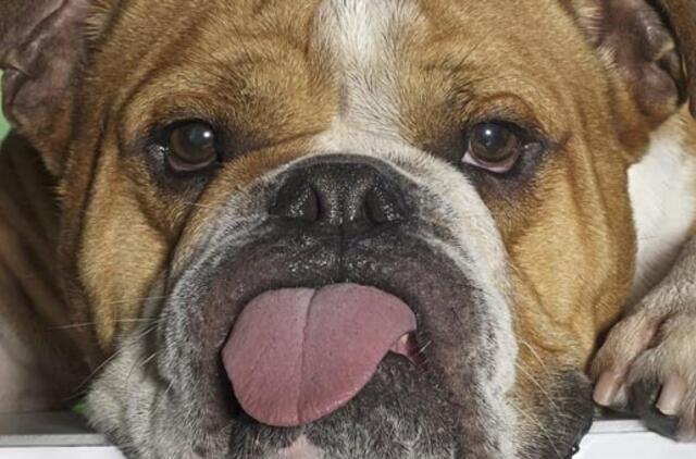 Australijoje duris atvėrė restoranas katėms ir šunims