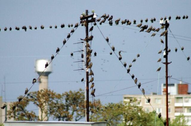 Be elektros energijos dar yra likę apie 1 500 VST klientų