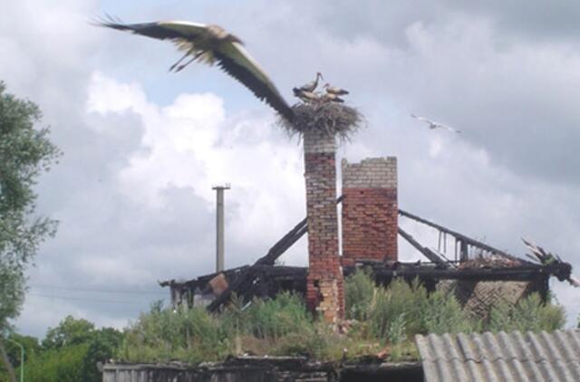 Lizdai braška nuo gandrų jauniklių