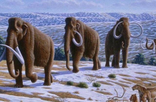 Mamutai išnyko ne dėl žmonių kaltės, teigia mokslininkai