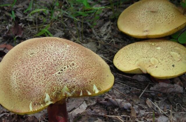 Neringoje atsirado nematytų grybų