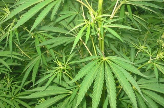 Palangoje rasta kanapių plantacija