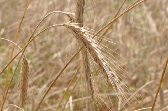 Pasaulinę grūdų rinką apima "lengva panika"