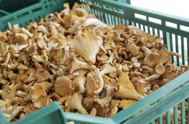 Rugpjūčio 22-oji: vardadieniai, dangaus kūnai, istorija