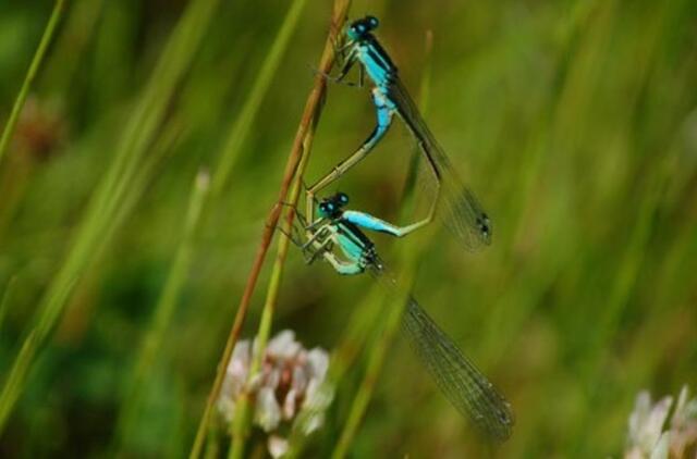 Rugpjūčio 4-oji: vardadieniai, dangaus kūnai, istoriniai įvykiai