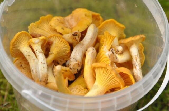 Turguose - ilgai laukti baravykai, raudonikiai, daug bruknių