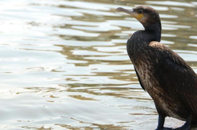 "Žvejai dėl kormoranų skundžiasi be reikalo"