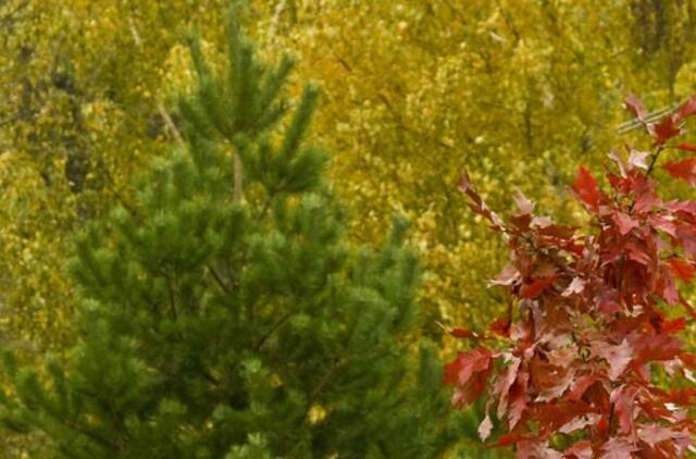 Antroje savaitės pusėje orai ims bjurti