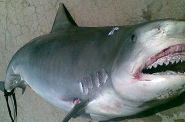 Bahamose sugautame ryklyje žvejai aptiko žmogaus kūno dalis