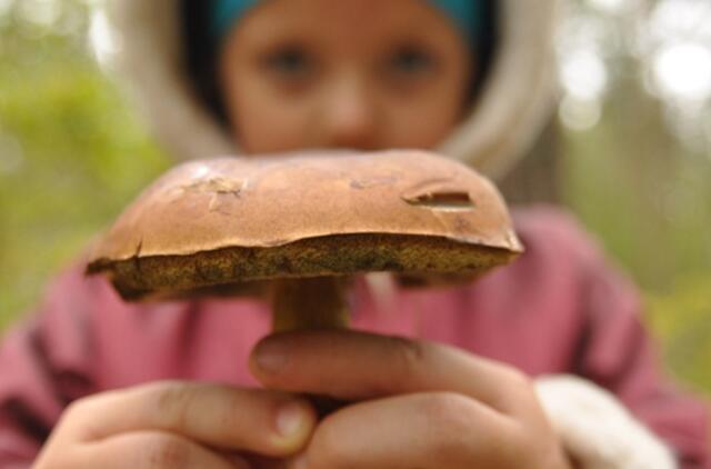 Erkių platinamos ligos temdo grybų sezono džiaugsmą