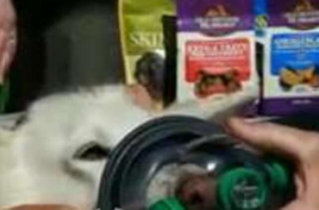 JAV priešgaisrinė tarnyba gavo deguonies kaukių naminiams gyvūnams