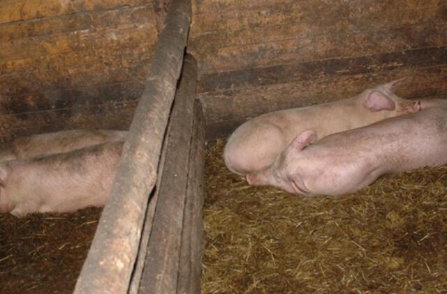 Kiauliškas verslas sodina į baudžiamųjų suolą