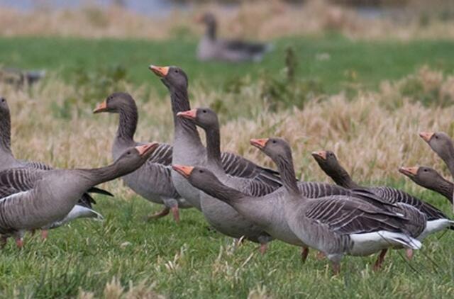 Pamaryje ūkininkų miežius “kulia” laukinės žąsys