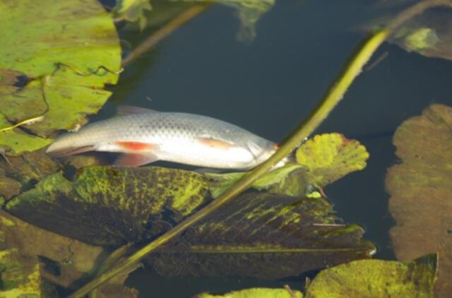 Prieš Šyšos teršėjus – ir visuomenė, ir prokurorai