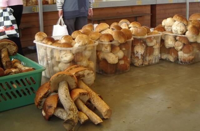 Radiacinės saugos specialistai: grybų mėgėjai gali būti ramūs