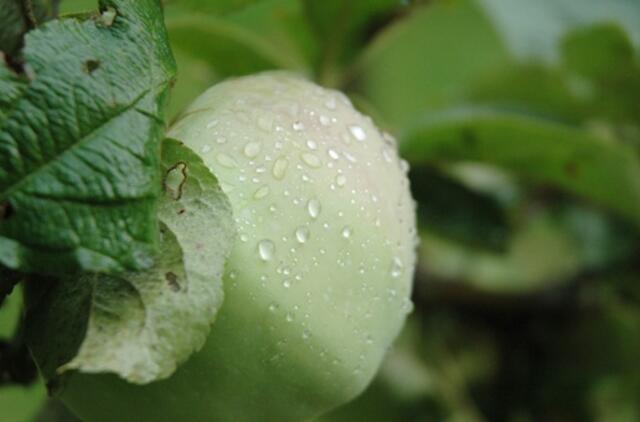 Rugsėjo 7-oji: vardadieniai, dangaus kūnai, istorija