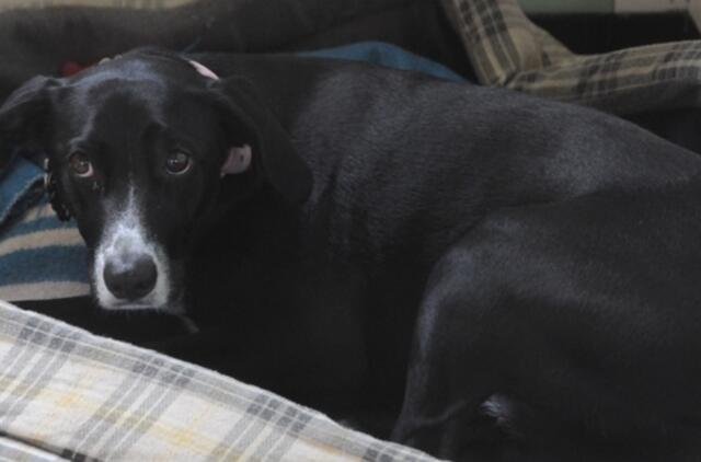 Už žiaurų elgesį su gyvūnu uteniškiui paskirta prokurorės pasiūlyta bauda