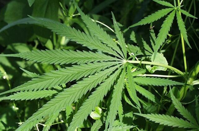 Zoologijos sodo prižiūrėtojas raganosių aptvare augino kanapes