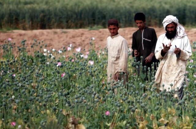 Afganistane dvigubai padaugėjo narkotikų gamybos laboratorijų