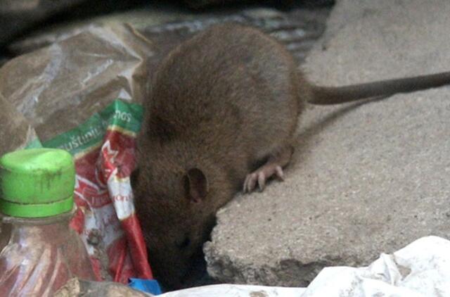 Didžioji Britanija: asmeniui iš Lietuvos diagnozuota graužikų liga - tuliaremija