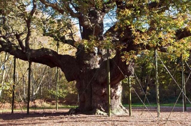 Didžioji Britanija: gal norite pirkti Šervudo girią?