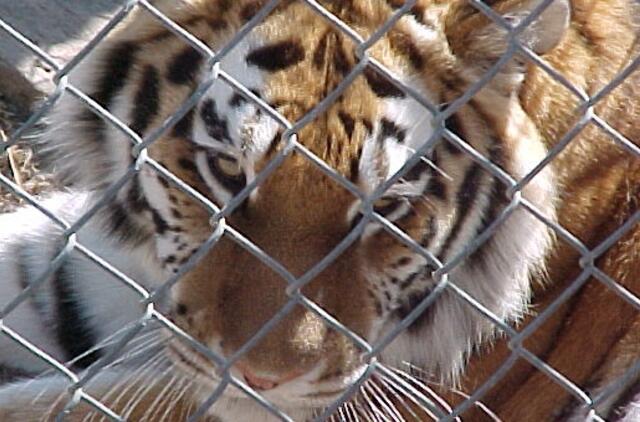 Kinijos zoologijos sode tigras sudraskė į voljerą įkritusį sodininką