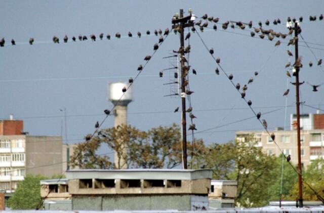 Klaipėda: VE.lt pristato spalio 10 dienos įvykius