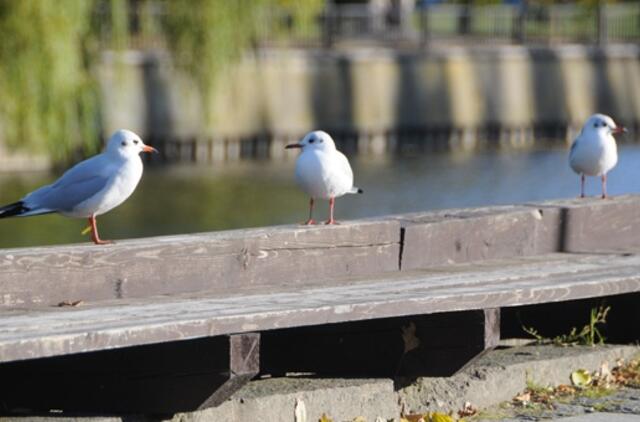 Klaipėda: VE.lt pristato spalio 15 dienos įvykius
