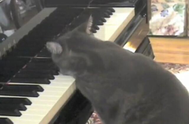 Klaipėdoje skambėjęs "Catcerto" - Gineso knygoje