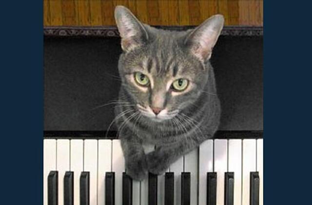 Klaipėdoje skambėjęs "Catcerto" - Gineso knygoje