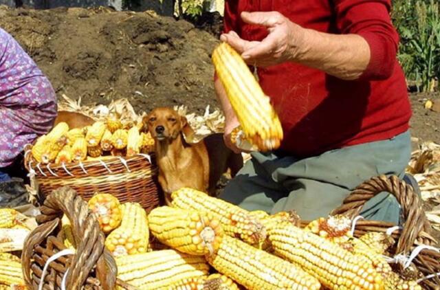 Saldumynų su GMO kelias baigėsi Klaipėdoje