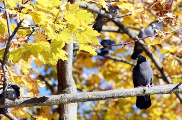 Spalio 13-oji: vardadieniai, dangaus kūnai, istorija