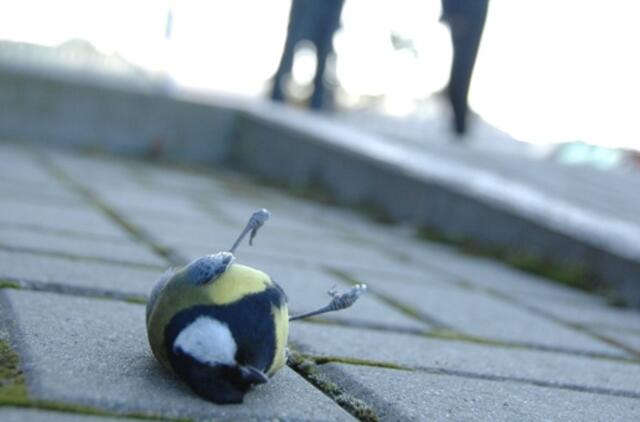 Stikliniai Klaipėdos pastatai žudo paukščius