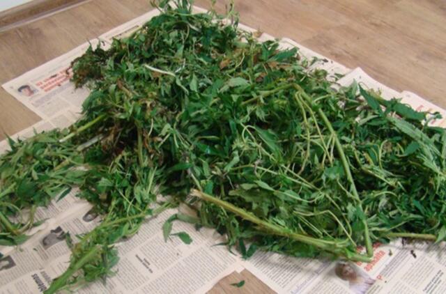 Tauragiškis miške raškė kanapes