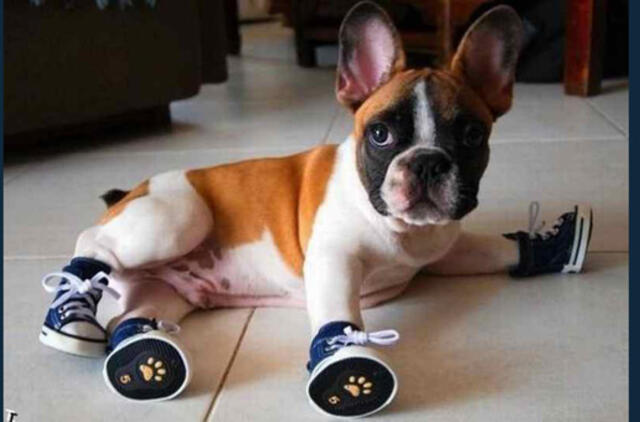 Bulvaras: tikėk - netikėk