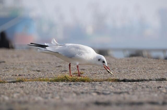 Klaipėda: VE.lt pristato lapkričio 10 dienos įvykius