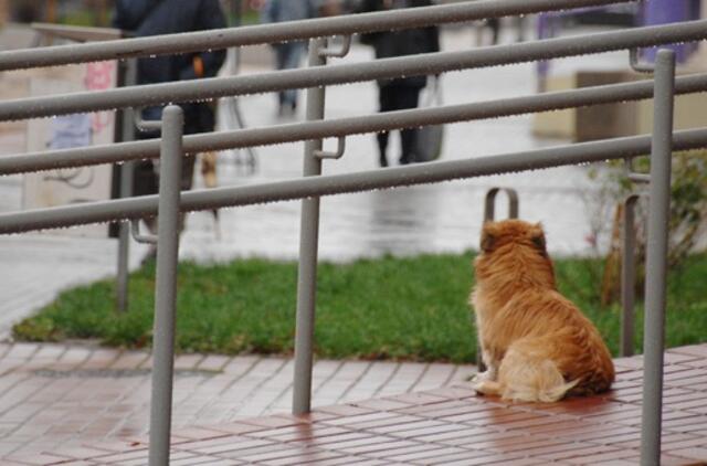 Klaipėda: VE.lt pristato lapkričio 24 dienos įvykius