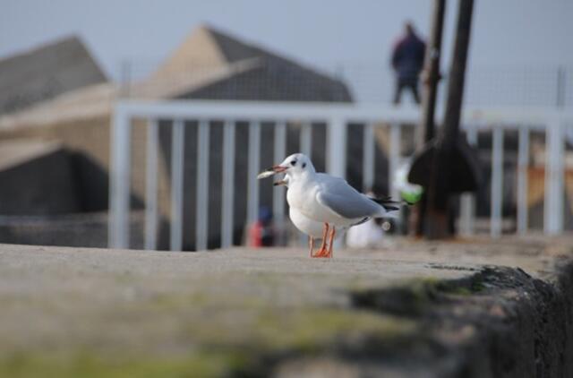 Klaipėda: VE.lt pristato lapkričio 4 dienos įvykius