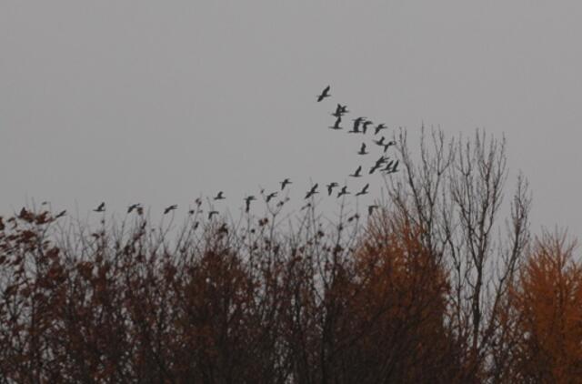 Klaipėdos trečiadienis, lapkričio 3-oji